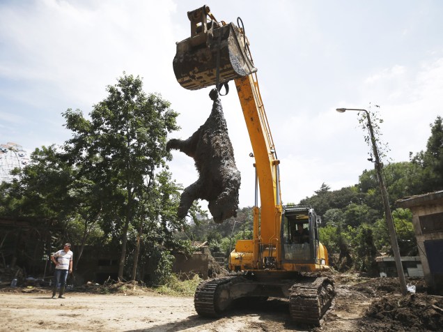 Uma escavadora remove o corpo de um urso morto no zoológico de Tbilisi, na Geórgia. Tigres, leões, ursos e lobos estavam entre os animais que escaparam de um zoológico para as ruas da capital Tbilisi no domingo (14) - 17/06/2015
