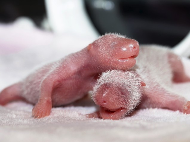 Filhotes de panda recém-nascidos são mantidos dentro de uma incubadora na Base de Pesquisa Panda Gigante, em Chengdu, na China - 23/06/2015