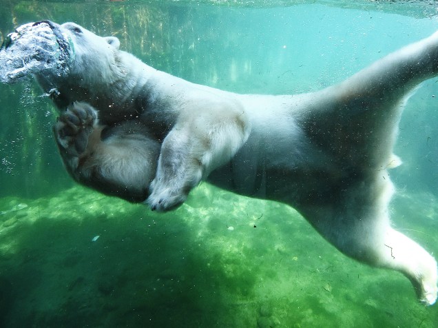 Urso polar se refresca na piscina de seu recinto no zoológico de Hanover, na Alemanha - 02/07/2015