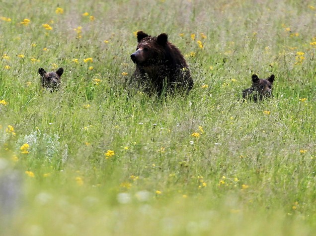 Um urso adulto caminha com seus dois filhotes em um campo no Parque Nacional de Yellowstone, em Wyoming, nos Estados Unidos - 06/07/2015