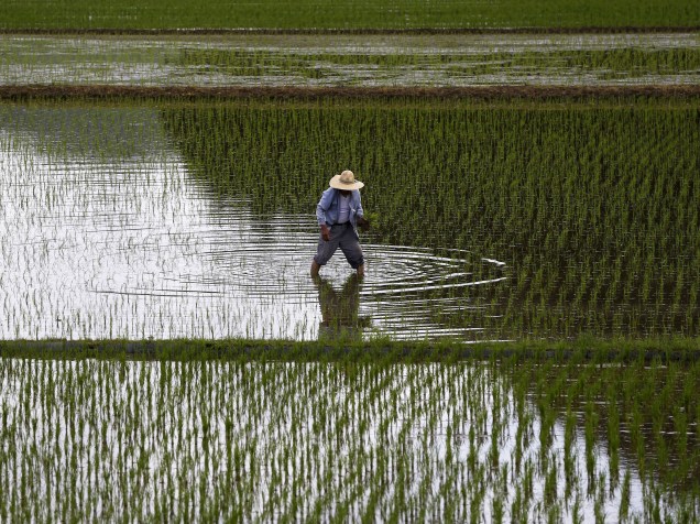 Agricultor foi fotografado enquanto plantava mudas em um campo de arroz em Satsumasendai, Kagoshima, no Japão