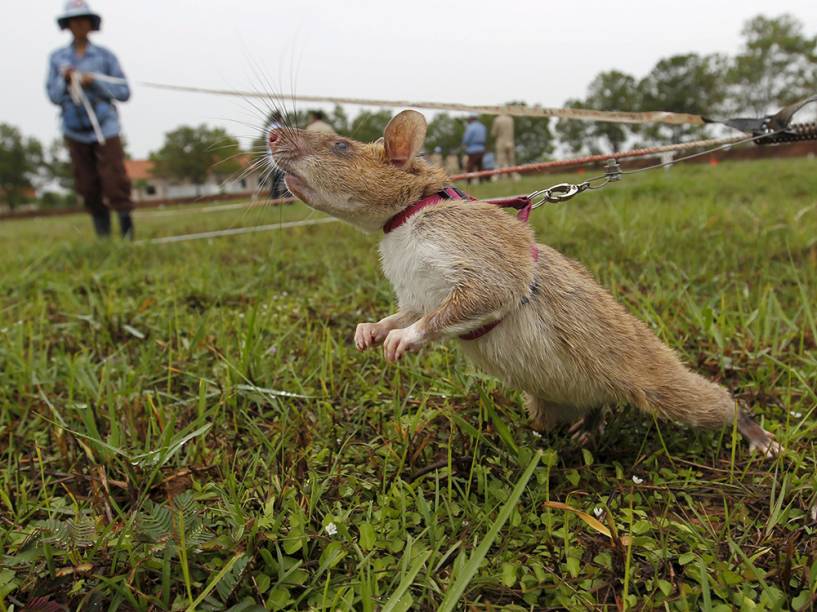 Rato é treinado em campo de minas desativado do Centro de Ação de Mina Terrestre do Camboja, em Siem Reap. A ONG belga Apopo envia ratos treinados para países pobres que tiveram conflitos com minas terrestres, como Angola, Laos e Vietnã