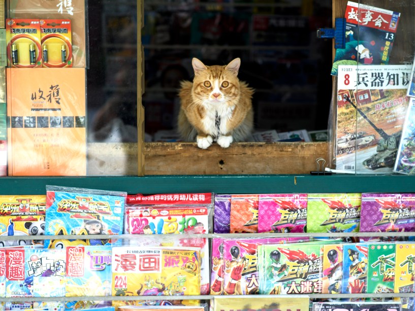 Gato é fotografado sentado na janela de uma banca de jornal em Xangai, na China- 16/07/2015