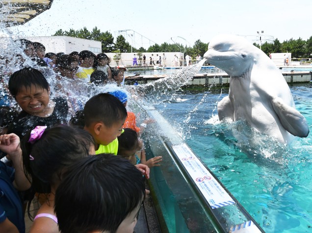 Em Yokohama, Tóquio, baleia espirra água em visitantes durante apresentação de verão no aquário Hakkeijima Sea Paradise. A temperatura na região atingiu cerca de 34ºC nos últimos dias - 20/07/2015