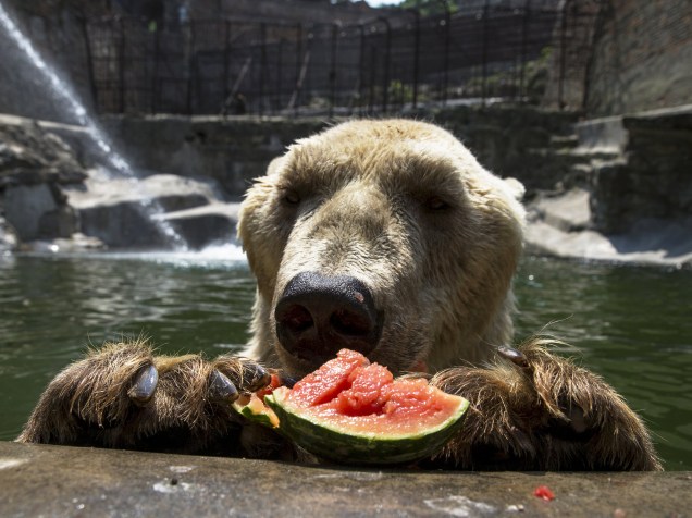 Cezar, um urso polar de 32 anos de idade, come melancia no jardim zoológico de Belgrado, na Sérvia - 20/07/2015