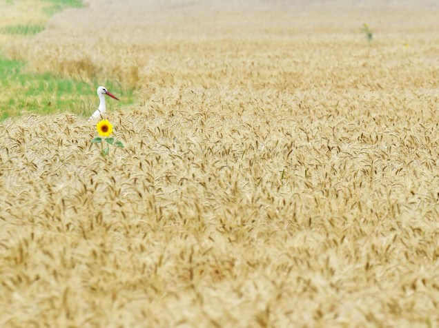Cegonha foi fotografada ao lado de um girassol em um campo de trigo perto do vilarejo de Mala Dyvitsya, na Ucrânia