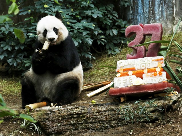 A panda gigante Jia Jia, recebeu um bolo de aniversário feito de frutas e gelo para comemorar seus 37 anos, no Ocean Park, em Hong Kong. Ela é o panda em cativeiro mais velho do mundo, sua idade equivale aproximadamente a de um ser humano de 100 anos