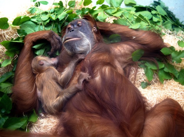 O bebê orangotango Dalai, descansou nos braços de sua mãe, Daisy, no zoológico de Dresden, na Alemanha