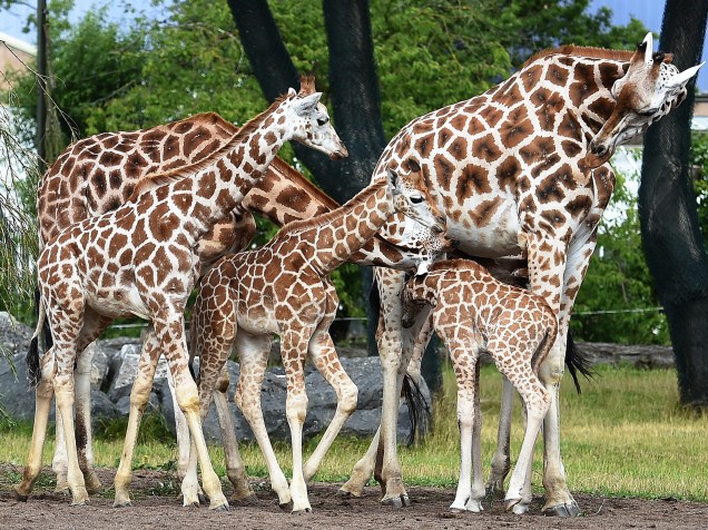 Kidepo, o mais novo filhote do zoológico Chester, na Inglaterra, foi visto passeando pela primeira vez ao lado da mãe, Orla, e os irmãos Sanyu e Zahra
