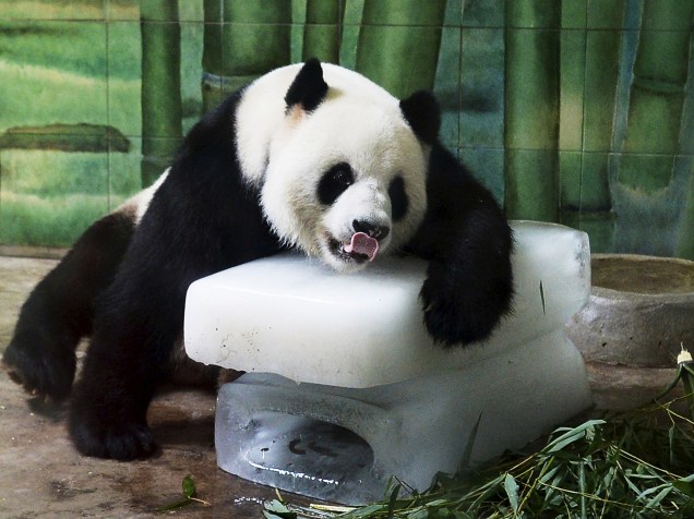 Panda gigante Weiwei inclinou-se sobre blocos de gelo para se refrescar dentro de seu recinto no zoológico de Wuhan, na província de Hubei, na China