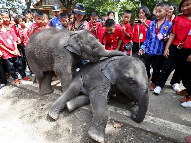 Professora e seus alunos acariciam dois filhotes de elefante em um parque de Ayutthaya, ao norte de Bancoc. A Tailândia comemora nesta quarta-feira o Dia Mundial do Elefante, um evento organizado para aumentar a consciência sobre a importância da preservação da espécie - 11/08/2015
