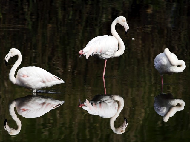 Flamingos fotografados no Black River, na Cidade do Cabo, África do Sul - 11/08/2015