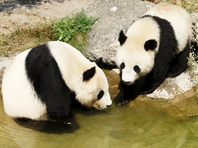 O filhote de panda gigante Fu Bao (à direita) e sua mãe Yang Yang se refrescam em lago do zoológico Schoenbrunn em Viena, na Áustria