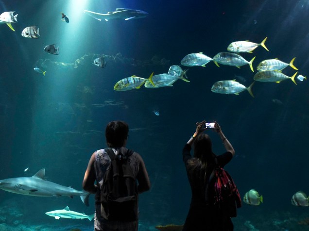 Visitantes fotografam aquário no zoológico de Hagenbecks, em Hamburgo, norte da Alemanha