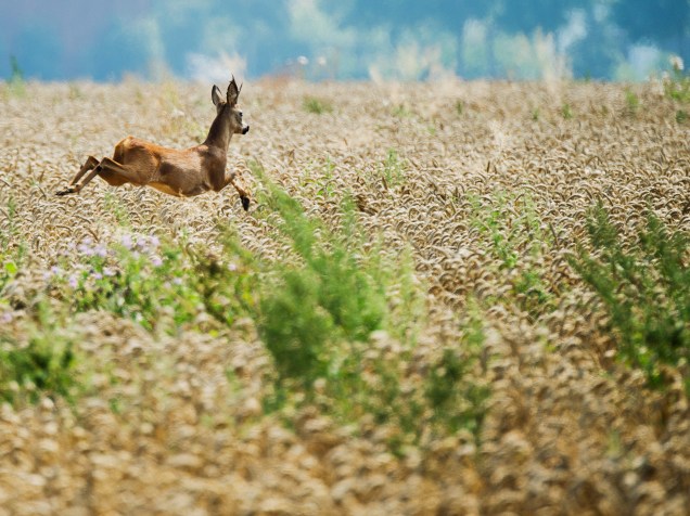 Cervo salta em um campo de milho nos arredores de Kolshorn, região de Hanover, na Alemanha - 14/08/2015