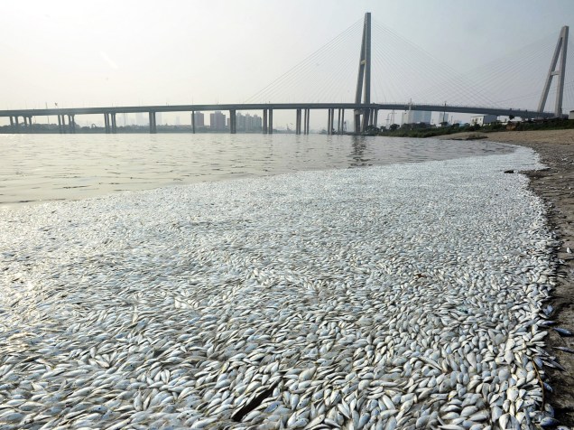Peixes mortos são vistos à beira do rio Haihe em Tianjin, China, a cerca de 6 km do local onde uma enorme explosão destruiu uma área industrial
