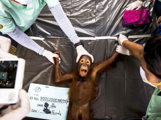 Veterinários fazem exame de rotina em um orangotango de dois anos no Centro de Conservação de Kao Pratubchang, em Ratchaburi, Tailândia