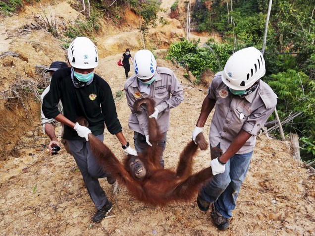 Agentes ambientalistas resgatam uma fêmea de orangotango encontrada em uma plantação de óleo de palma no distrito de Batang Serangan, na província de Sumatra do Norte, na Indonésia