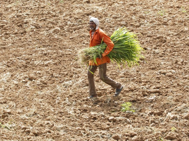 Agricultor trabalhando em um campo de arroz nos arredores de Ahmedabad, na Índia