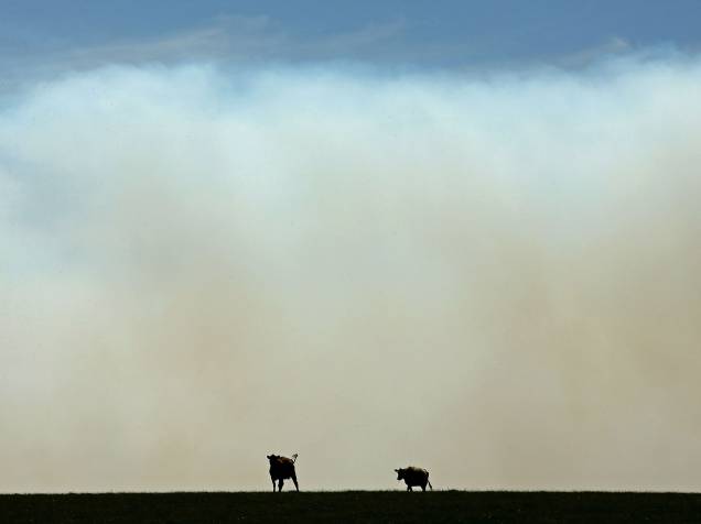 Vacas fotografadas em meio a uma densa camada de fumaça de incêndios florestais nos arredores de Melbourne, na Austrália - 07/10/2015
