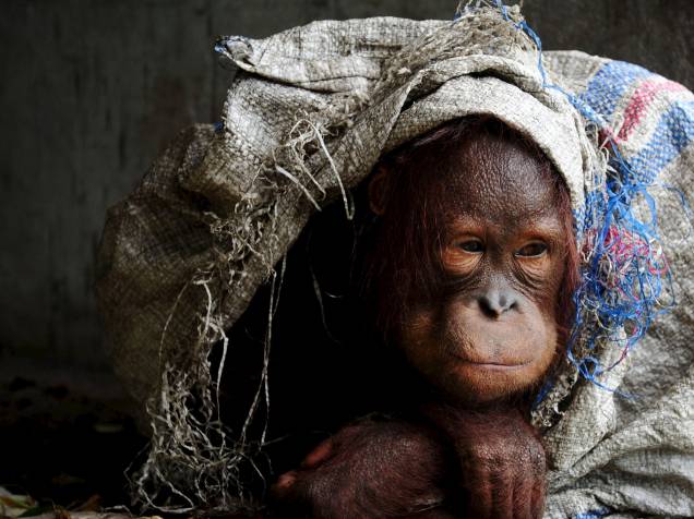 Orangotango macho mantido como um animal de estimação se protege com o saco na casa de seu proprietário, na aldeia de Korek, em Kubu Raya, província de Kalimantan Ocidental, na Indonésia - 07/10/2015