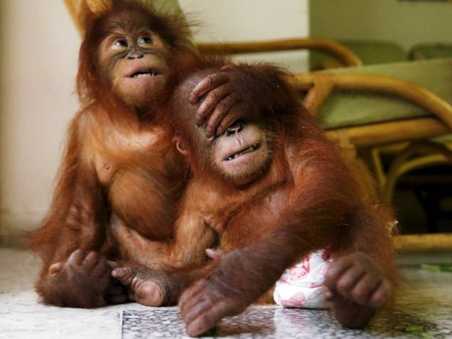 Bebês orangotangos brincam no departamento de vida selvagem de Kuala Lumpur, Malásia. Em julho o órgão apreendeu os dois animais dentro de mochilas e prendeu os traficantes que tentavam vendê-los no país. Segundo a mídia local, os macacos voltarão a Medan, na Indonésia - 19/10/2015
