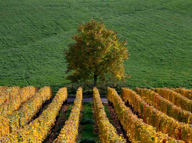 Cores do outono tomaram conta de vinhedos e marcaram uma mudança na estação em Soultz, leste da França