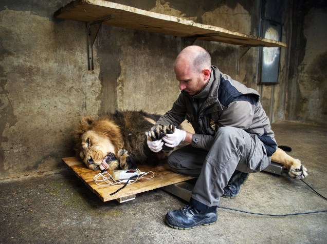 Veterinário do zoológico de Mulhouse no leste da França, examina o leão Jetpuhr, antes de sua transferência para o zoológico de Dudley, na Inglaterra - 29/10/2015