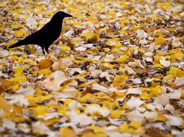 Um melro é visto entre folhas caídas em um dia do outono em Paris