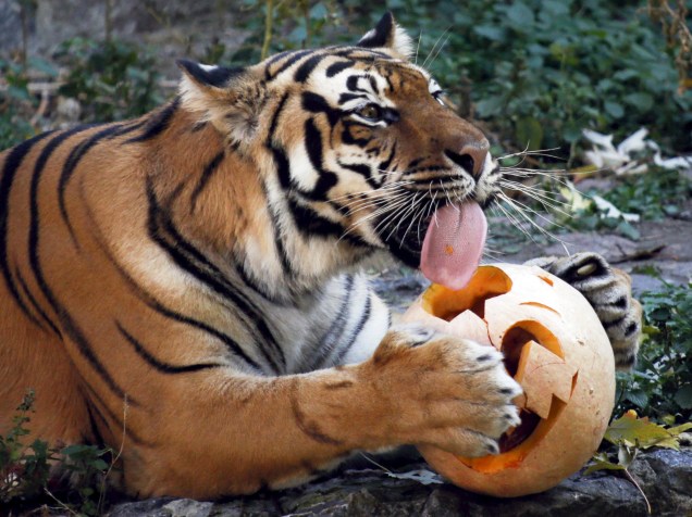 Tigre come uma abóbora durante celebrações do Halloween em um zoológico de Kiev, na Ucrânia