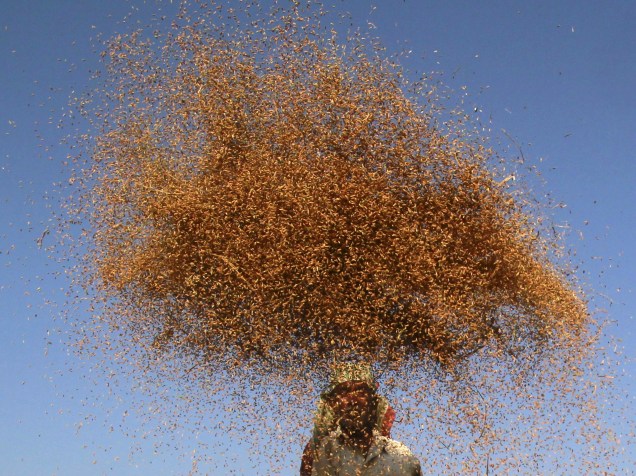 Fazendeiro é fotografado enquanto cultiva arroz nos arredores de Agartala, na Índia - 12/11/2015