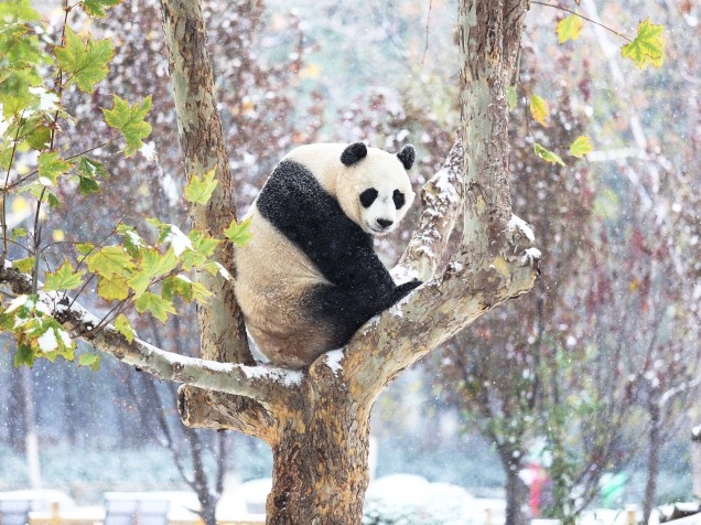 Panda senta-se em uma árvore enquanto cai a primeira nevasca este ano em Jinan, na China - 24/11/2015