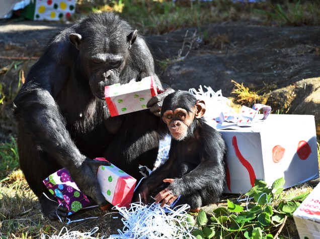 Mãe e filhote brincaram com seus presentes de Natal no zoológico de Taronga, em Sydney, na Austrália. De acordo com autoridades do local, os brinquedos são projetados para estimular as habilidades naturais dos primatas