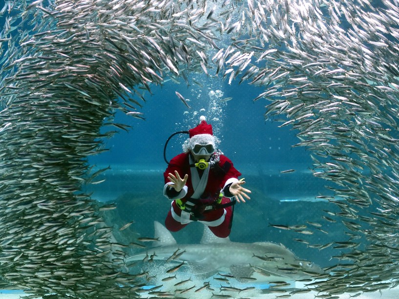 Vestido de Papai Noel, mergulhador sul-coreano nada com peixes durante evento no Aquário Coex, em Seul - 09/12/2015
