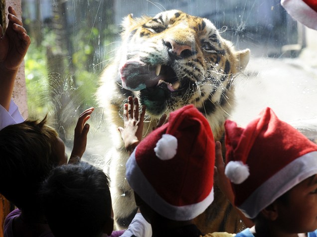  Órfãos vestindo gorros de Papai Noel observam um tigre lambendo uma gaiola de vidro durante a "Festa de Natal Animal" do zoológico Malabon, em Manila, nas Filipinas<br><br>