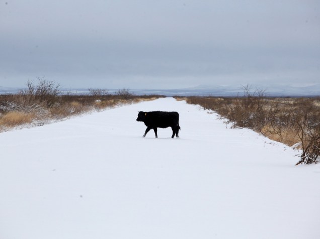 Vaca fotografada enquanto atravessa um campo coberto de neve na cidade de Janos no estado mexicano de Chihuahu. Autoridades enviaram um aviso de alerta sobre a "Frente Fria 24", responsável pelas temperaturas negativas