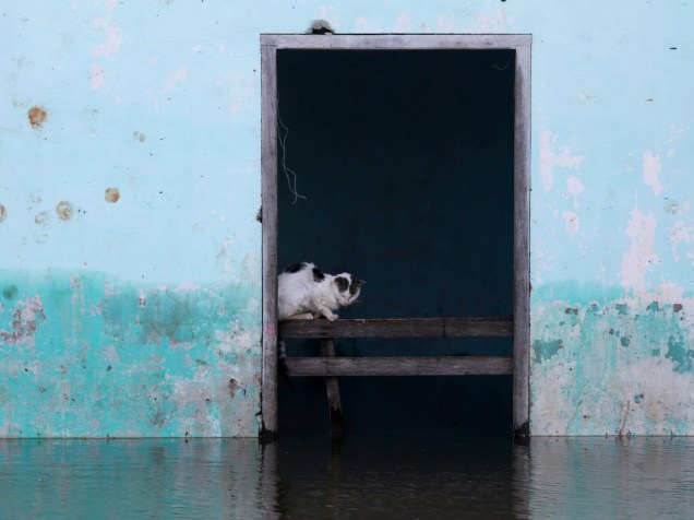 Gato é fotografado dentro de um edifício inundado em Assunção, no Paraguai - 28/12/2015