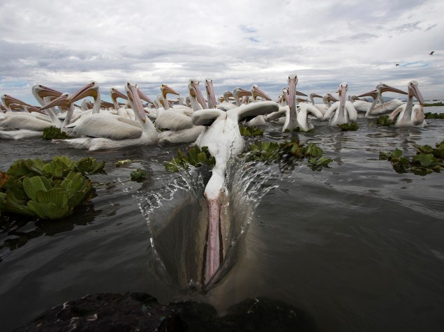 Pelicanos brancos americanos (Pelecanus erythrorhynchos) se alimentam nas águas do Lago Chapala em Cojumatlan de Regules, Estado de Michoacán, no México