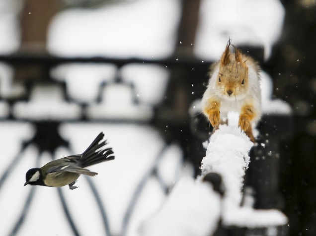 Pássaro "tomtit", voa após um esquilo correr em uma cerca em um parque na cidade de Almaty, no Cazaquistão