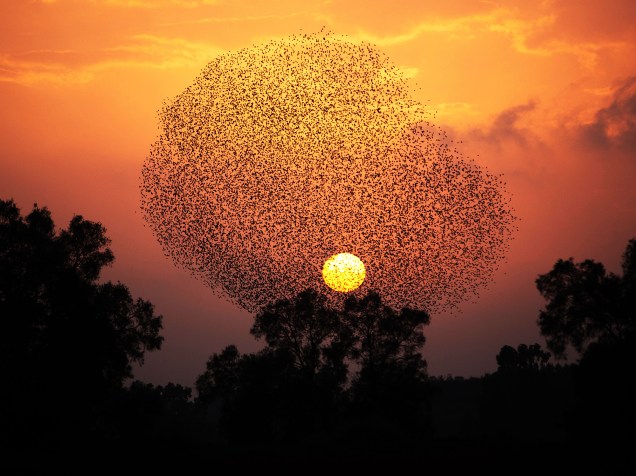 Pássaros formam uma "nuvem" ao realizar sua dança diária antes de pousar para dormir em árvore de Tidhar, em Israel, nesta quinta-feira (14)