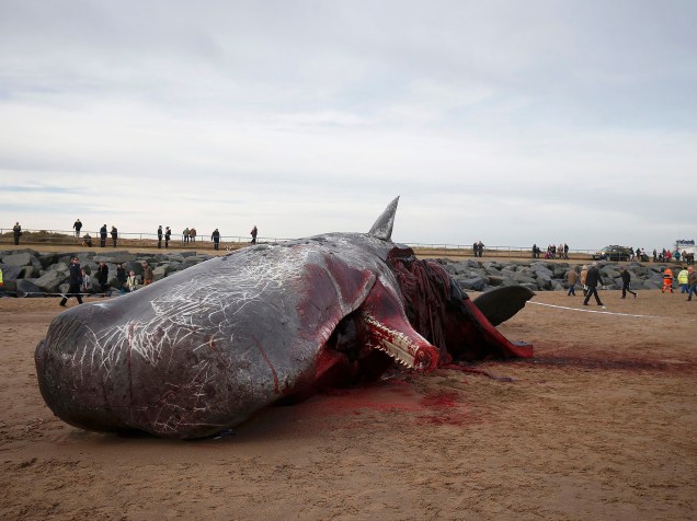 Um cachalote aparece morto na areia na praia de Skegness, nordeste da Inglaterra. Outros três animais da mesma espécie foram encontrados no local no final de semana - 25/01/2016