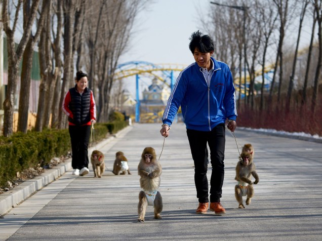 Em imagem divulgada nesta quinta-feira (28) mostra macacos sendo levado para um passeio por seus treinadores em uma escola de treinamento de macacos no zoológico de Dongying, na China. O animal é o símbolo do ano de 2016 no calendário chinês