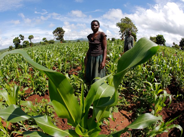 Agricultores de subsistência caminham em seus campos perto de Lilongwe, no Malawi. As chuvas tardias na região ameaçam a cultura do milho e tem empurrado os preços para níveis recordes - 01/02/2016