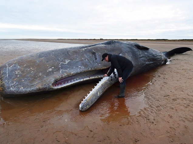 Homem observa carcaça de baleia cachalote, na praia de Hunstanton, na Grã-Bretanha