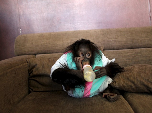 Bebê orangotango bebe leite de uma mamadeira no sofá de um estúdio em Kunming, na província de Yunnan, na China