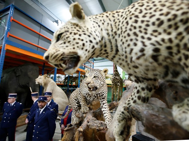 Agentes aduaneiros franceses, ao lado de leopardos   empalhados no salão de taxidermia, no Museu de História Natural, em Paris<br><br>