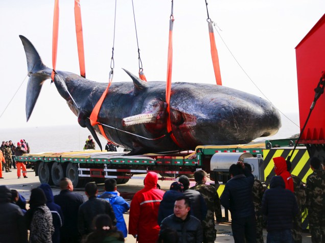 Baleia cachalote morta é colocada em um navio, na província de Jiangsu, na China, nesta terça (16)