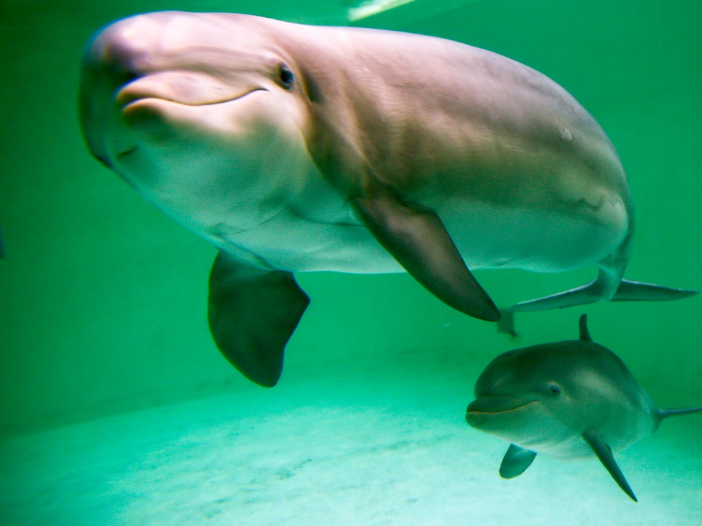 Golfinho recém-nascido, com 56 dias de vida, é visto próximo à sua mãe, no zoológico da cidade de Duisburg, na Alemanha