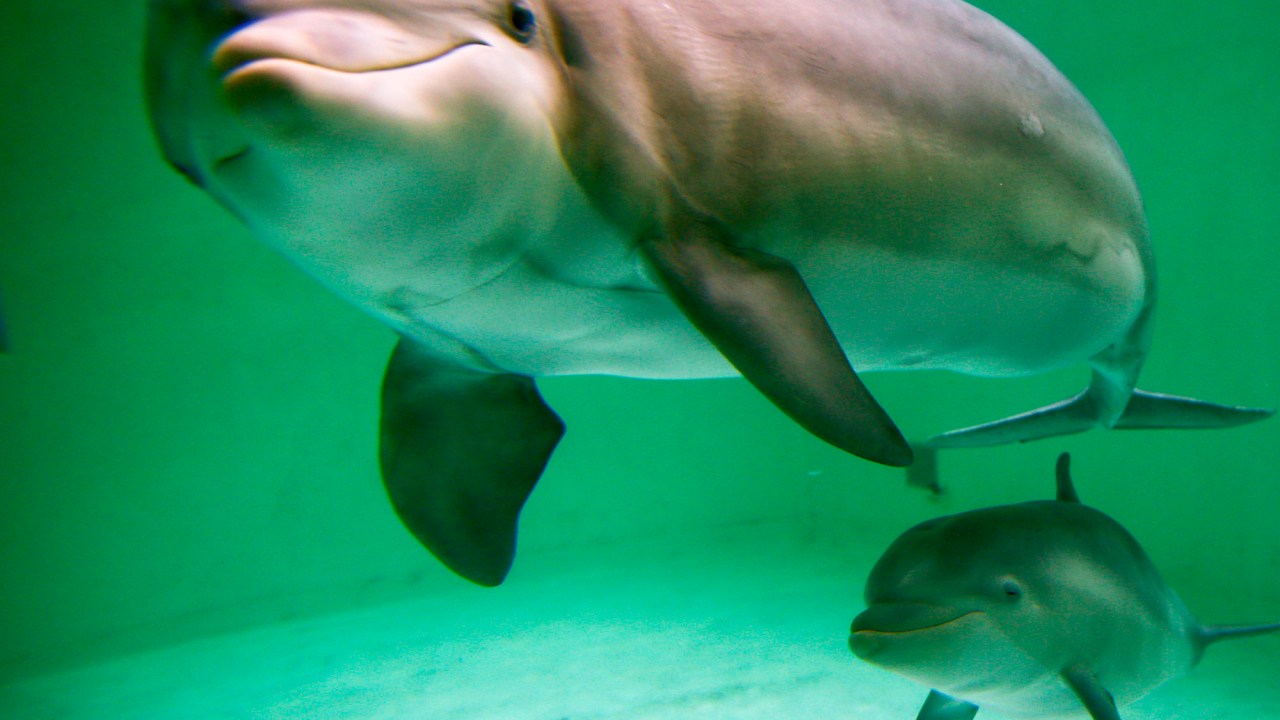 Golfinho recém-nascido, com 56 dias de vida, é visto próximo à sua mãe, no zoológico da cidade de Duisburg, na Alemanha