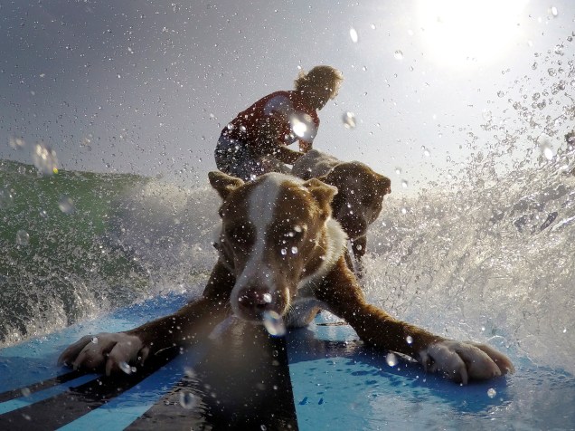 O treinador de cachorros e antigo campeão de surfe Chris de Aboitiz pega uma onda com seus cães na praia de Palm Beach, em Sydney, na Austrália. Ele dá aulas de surfe com cachorros para desenvolver a relação entre donos e seus cães